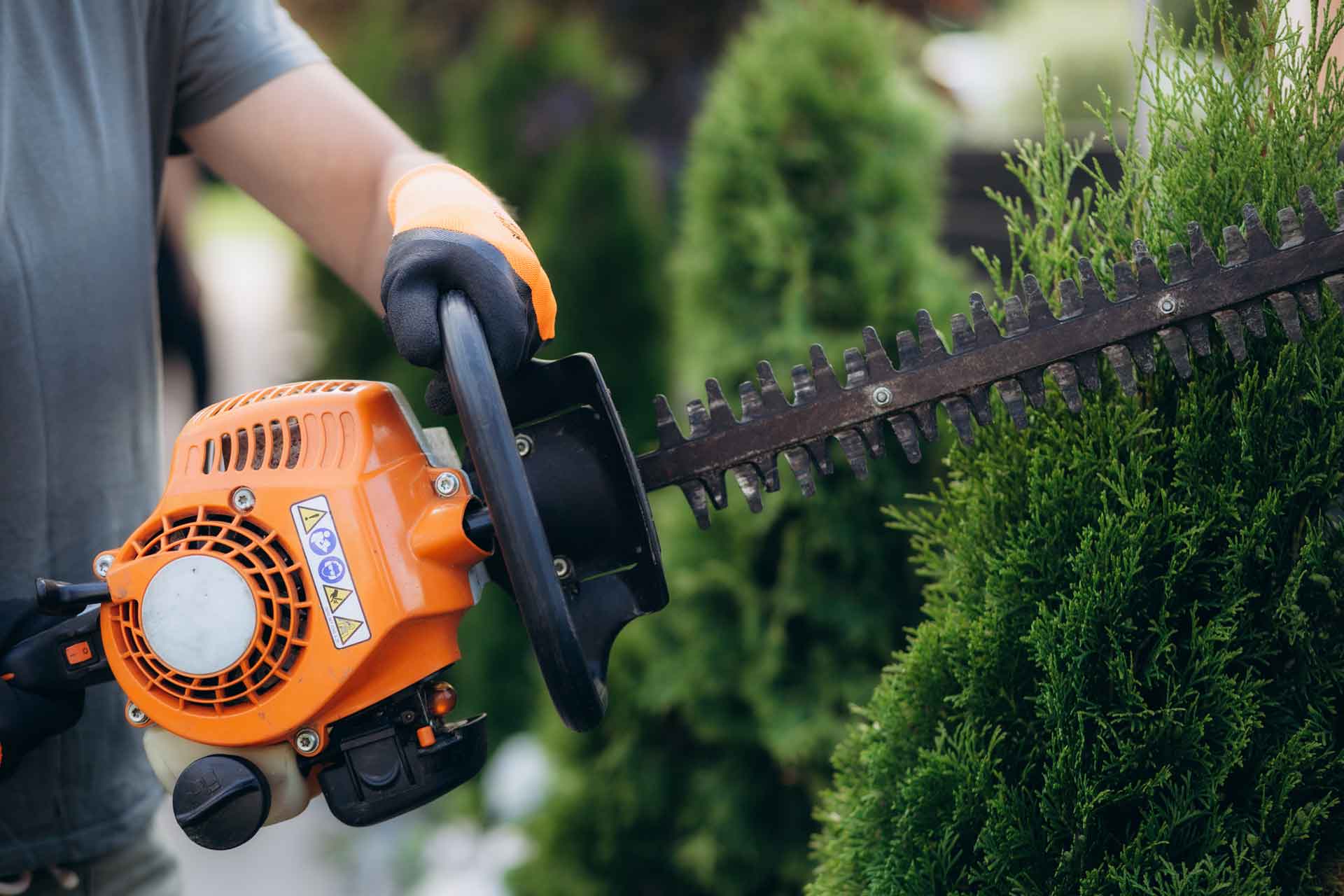 Taille de haies à Pibrac réalisée par L'écureuil du Jardin, garantissant un jardin esthétique et bien entretenu.
